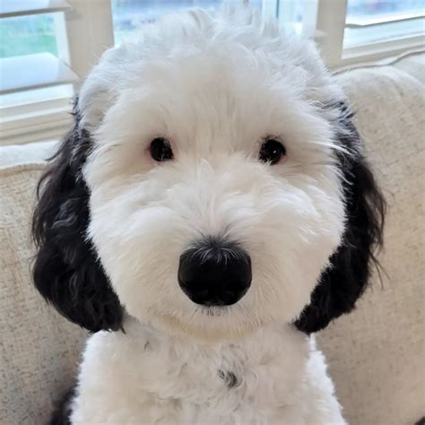 real life snoopy dog breed|Meet Bayley The Mini Sheepadoodle Who Is The Real Life Snoopy